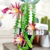 5PCS Raresucculent Ric rac Cactus/Fishbone cactus 10-15CM