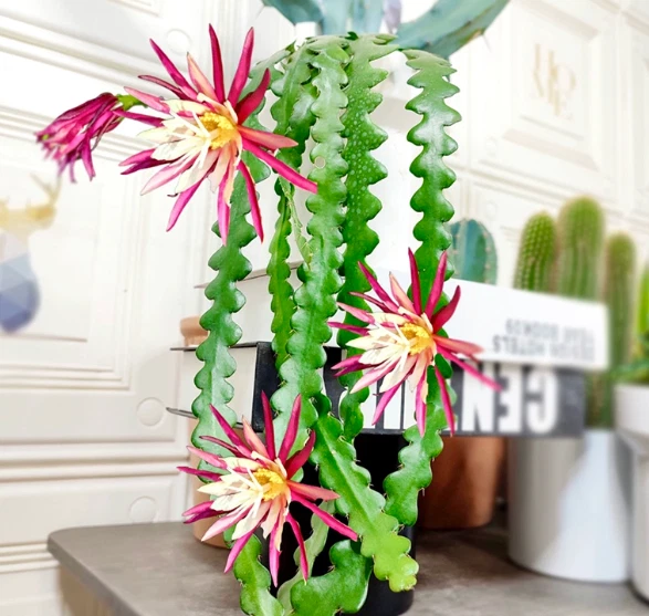 5PCS Raresucculent Ric rac Cactus/Fishbone cactus 10-15CM