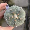 Astrophytum asterias Seedgrown Succulent Plant WYSIWYG Unique 12#