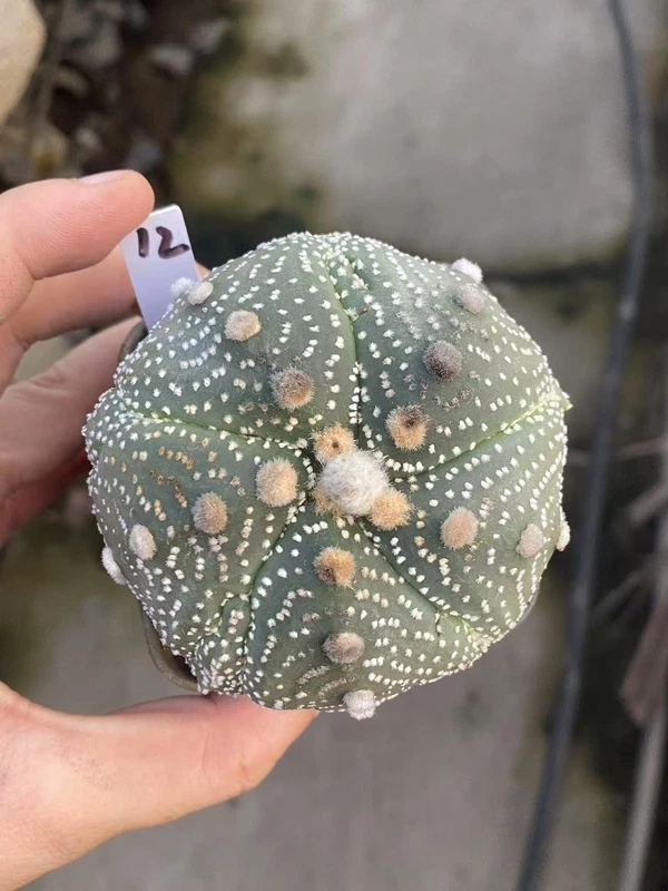 Astrophytum asterias Seedgrown Succulent Plant WYSIWYG Unique 12#