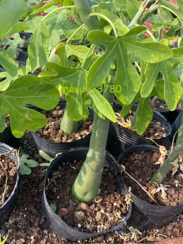 RareSucculent plants Adenia venenata plant Garden Décor Boutique selfroot