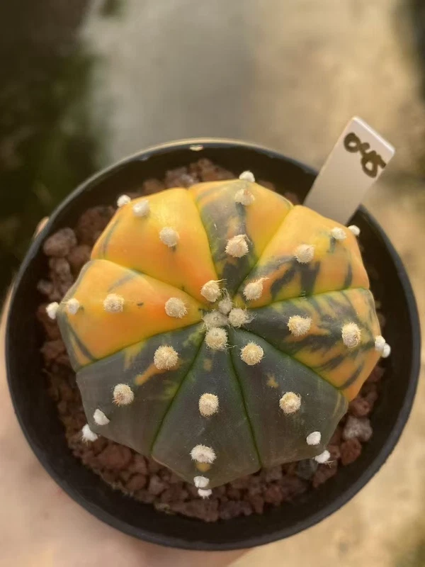 RareSucculent plant Astrophytum asterias Variegated seedgrowth WYSIWYG 045