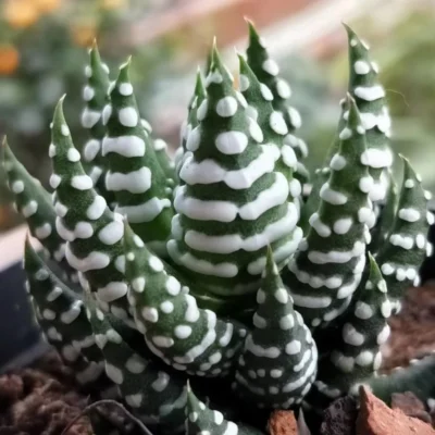 2PCS RareSucculent Plant Haworthia reinwardtii var. arachibaldiae Garden Décor