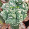 Succulent plant Astrophytum asterias godzilla Garden Décor Boutique