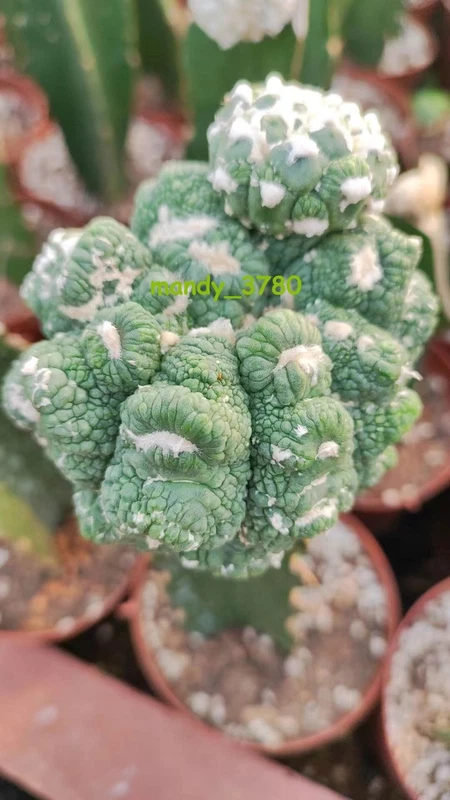 Succulent plant Astrophytum asterias godzilla Garden Décor Boutique