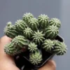 2PCS Euphorbia Bumper Harvest Cactaceae Succulent Cactus Plant Beautiful 4-5CM