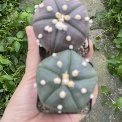 2PCS Astrophytum asterias seedgrowth cactus Succulents Boutique WYSIWYG