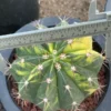 Melocactus Variegated Succulent plants Garden decoration seedgrowth WYSIWYG 3