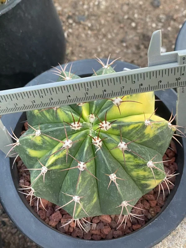 Melocactus Variegated Succulent plants Garden decoration seedgrowth WYSIWYG 3