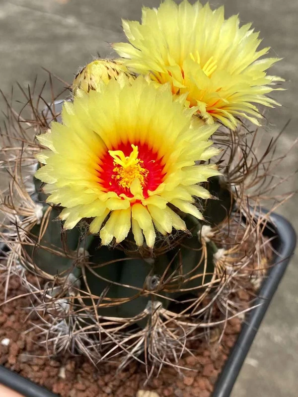 RareSucculent Plant Astrophytum capricorne var. green seedinggrowth 3-4cm