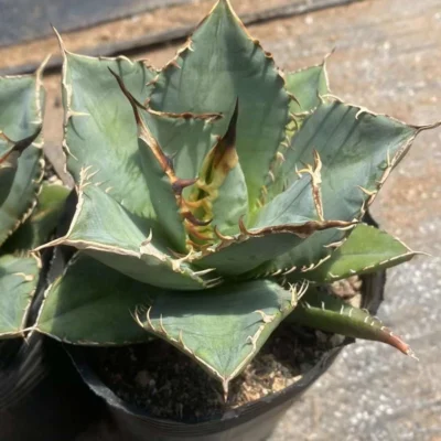 RareSucculent Plant Agave titanota Gentry Garden Décor Boutique 7-10CM