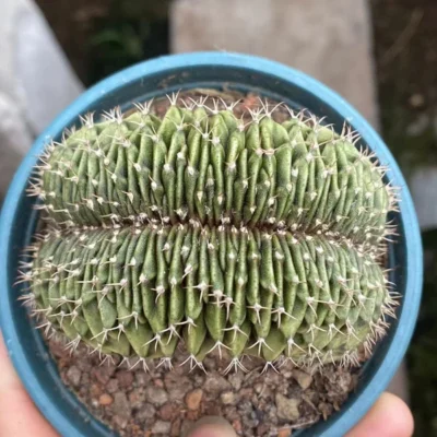 RareSucculent Plant Gymnocalycium stenopleurum var. Cristata 7-10CM random