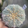 Succulent Cactus Plant Astrophytum Asterias seedgrowth Cactaceae WYSIWYG K18