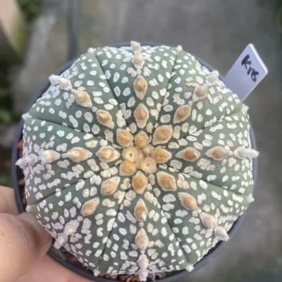 Succulent Cactus Plant Astrophytum Asterias seedgrowth Cactaceae WYSIWYG K18