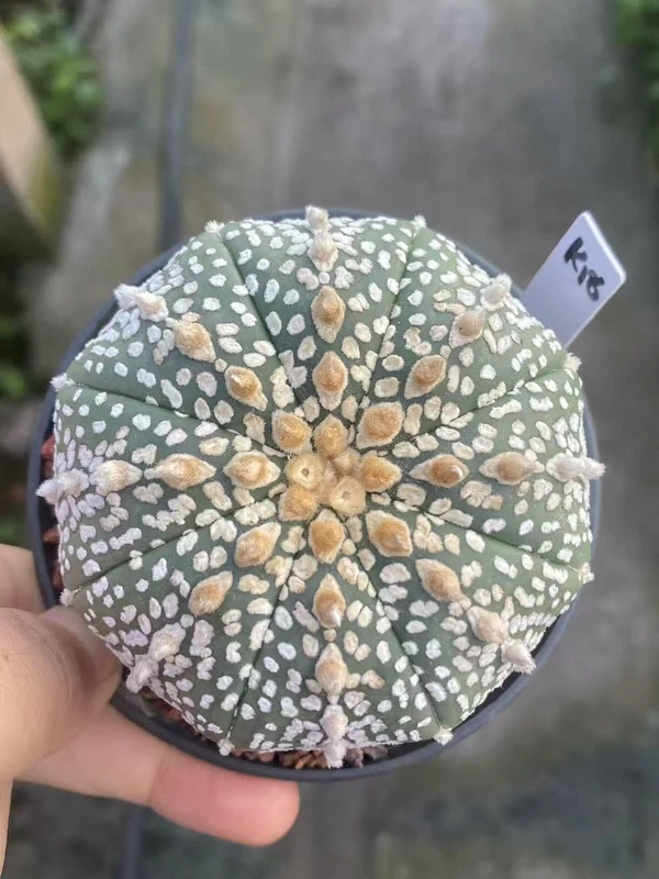 Succulent Cactus Plant Astrophytum Asterias seedgrowth Cactaceae WYSIWYG K18