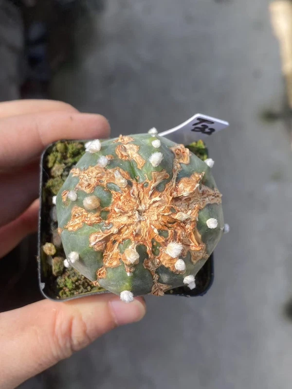 Succulent Plant Astrophytum asterias Garden Decor Boutique WYSIWYG T32