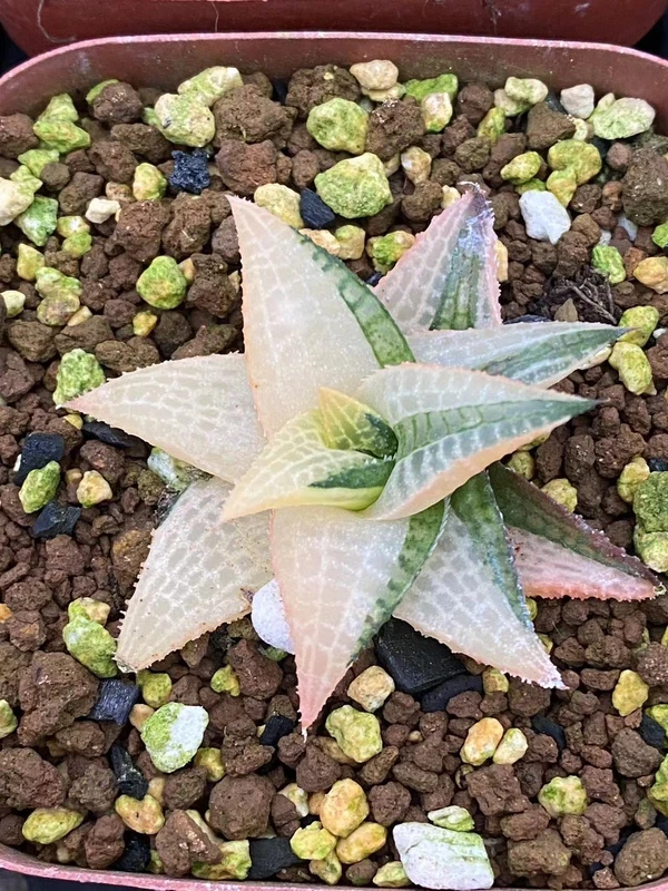 RareSucculent Plant Haworthia tesselata Variegated Garden Décor Boutique