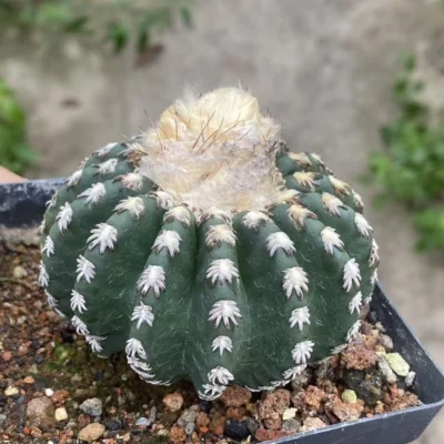 7.2CM RareCactus plants Discocactus horstii garden Cactus ownroot WYSIWYG