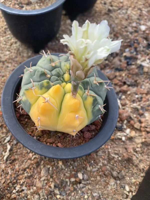 Succulent Plant Gymnocalycium quehlianum variegated seedgrowth WYSIWYG#2 8.9CM