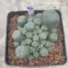 Multi-Head RareSucculent Plant Cactus Garden Decor Boutique WYSIWYG 92# 10CMpot