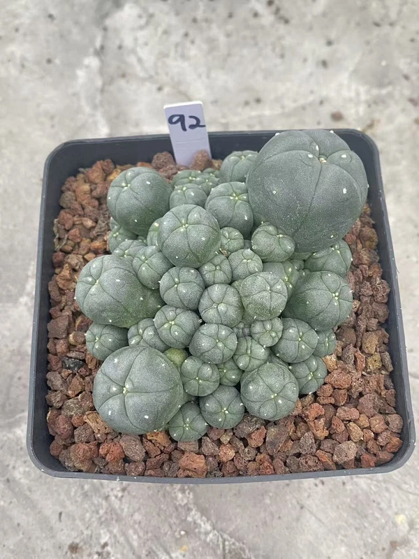 Multi-Head RareSucculent Plant Cactus Garden Decor Boutique WYSIWYG 92# 10CMpot