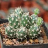 2PCS RareSucculent Plant Corynopuntia bulbispina Multi Heads Garden plants