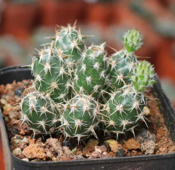 2PCS RareSucculent Plant Corynopuntia bulbispina Multi Heads Garden plants