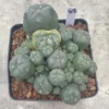 Multi-Head RareSucculent Plant Cactus Garden Decor Boutique WYSIWYG 88# 10CMpot