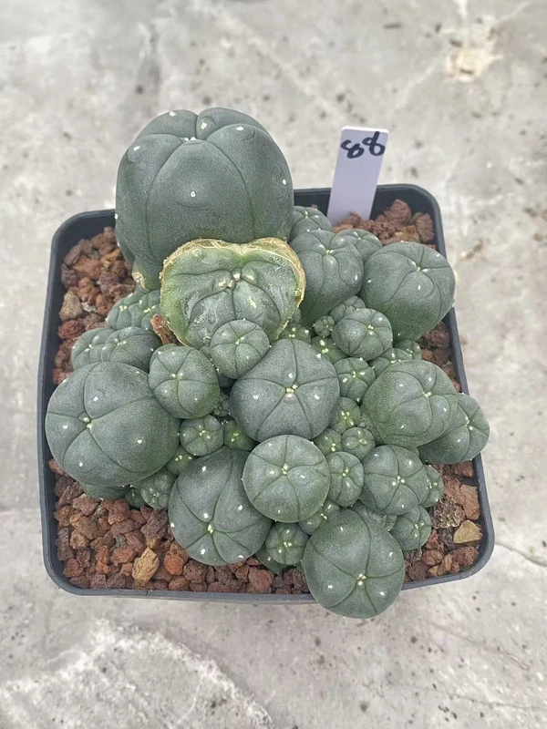 Multi-Head RareSucculent Plant Cactus Garden Decor Boutique WYSIWYG 88# 10CMpot