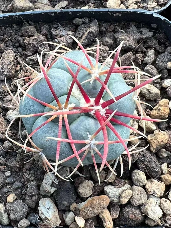 2PCS 3CM RareSucculent plant Thelocactus heterochromus seedgrowth