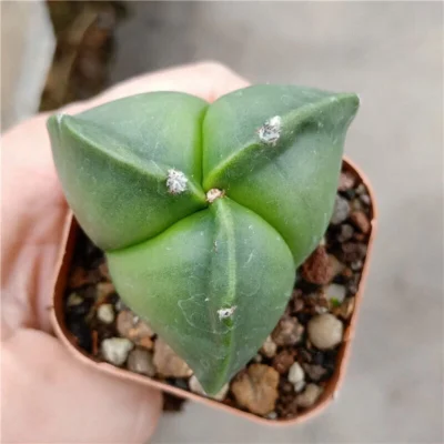 2PCS Succulen plants Astrophytum myriostigma Garden decoration Plants 3-4cm