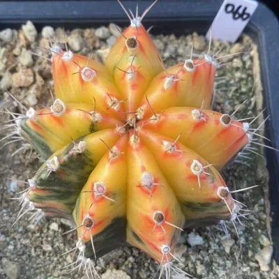 Gymnocalycium mihanovichii variegata Succulent plants Boutique Garden WYSIWYG066