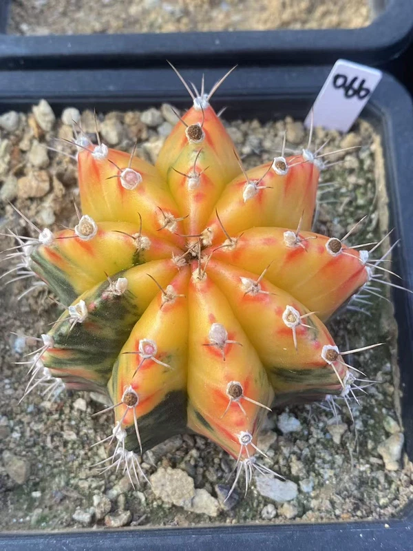 Gymnocalycium mihanovichii variegata Succulent plants Boutique Garden WYSIWYG066