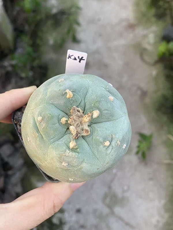 LFcactus Succulent Plant beautiful Home Garden Plant seedgrowth WYSIWYG K24