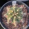 Gymnocalycium mihanovichii variegata Succulent plants Boutique Garden WYSIWYGA8