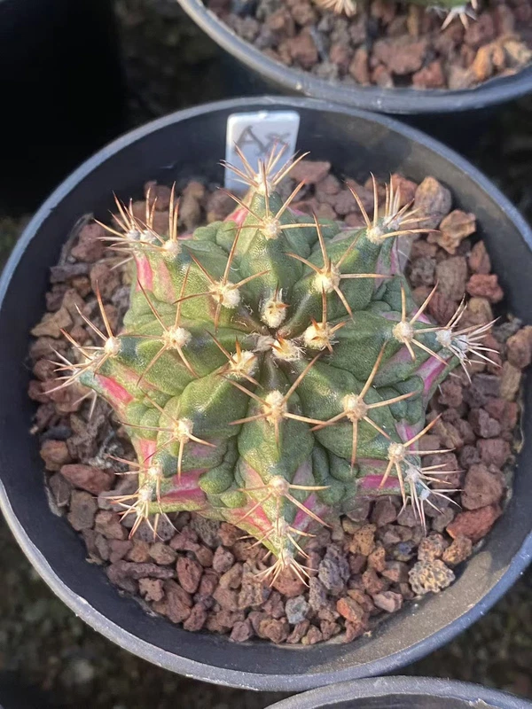Gymnocalycium mihanovichii variegata Succulent plants Boutique Garden WYSIWYGA8