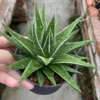 Haworthia Marginata 'White Edge' description home garden Décor Boutique 7-9cm