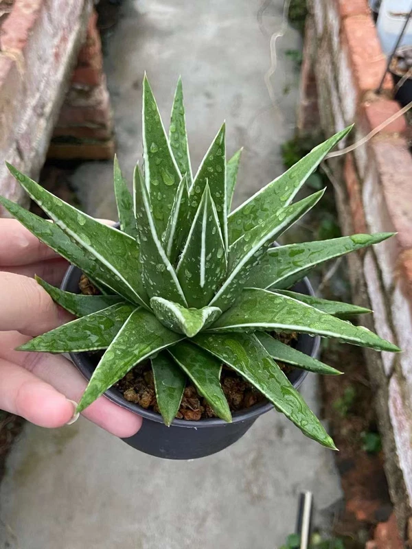 Haworthia Marginata 'White Edge' description home garden Décor Boutique 7-9cm
