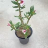 Othonna Pachypodium Bispinosum Succulent Cactus Plant seedgrowth Garden Décor