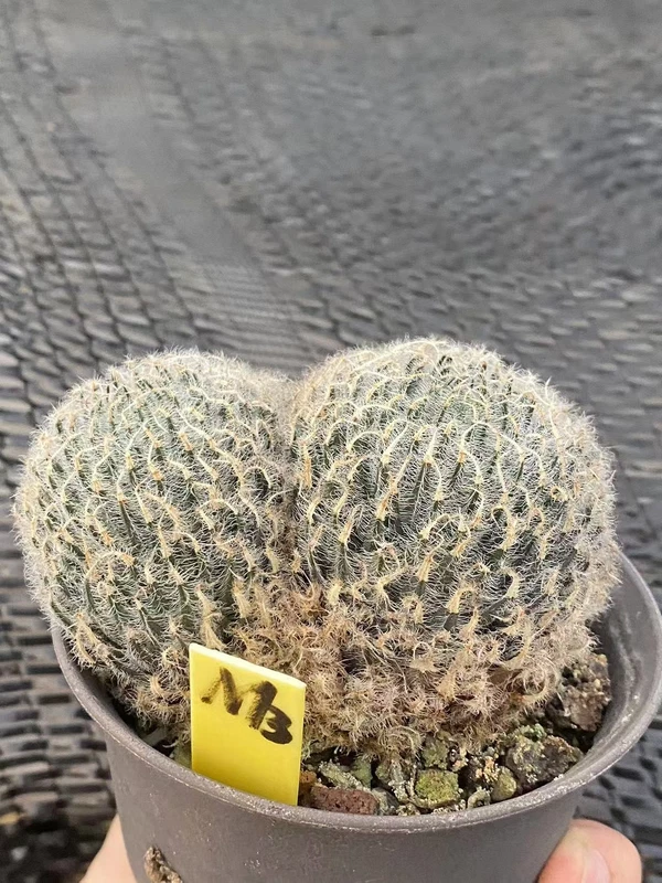 RareSucculents Haworthia Cooperi Variegated WYSIWYG Garden Décor Boutique M3