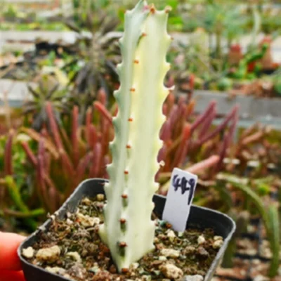 3PCS 8-12CM Euphorbia Trigona White Hybrid Succulent Cactus Plant Cactaceae