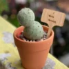 Succulent Cactus Plant Tephrocactus Geometricus (2-Head) Home Garden