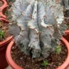 RareSucculent plant Euphorbia horrida Garden Décor Boutique