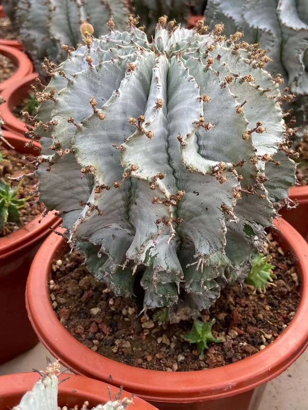 RareSucculent plant Euphorbia horrida Garden Décor Boutique