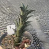 Haworthia nigra potted Plants Home Garden Bonsai plants WYSIWYG7#