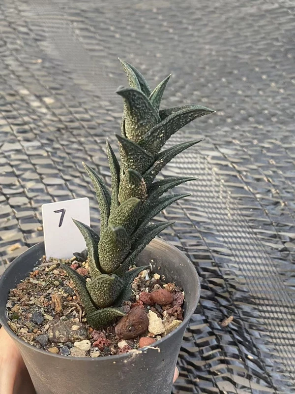 Haworthia nigra potted Plants Home Garden Bonsai plants WYSIWYG7#