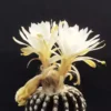 Succulent Plant Discocactus horstii Buining & Brederoo ex Buining seedgrowth
