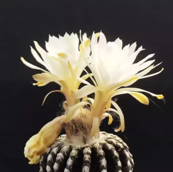 Succulent Plant Discocactus horstii Buining & Brederoo ex Buining seedgrowth