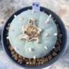 LF cactus Succulent home Garden beautiful Plant seedgrowth WYSIWYG K8