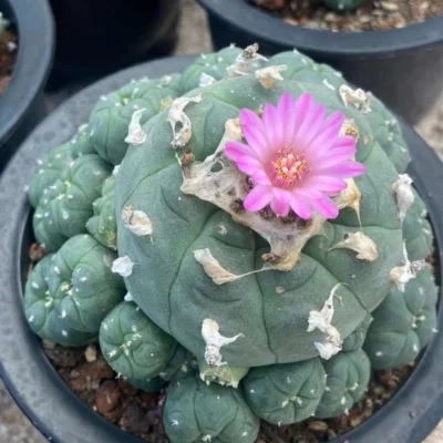 Multi Heads Succulent cactus Plant home Garden beautiful pot 5-6CM